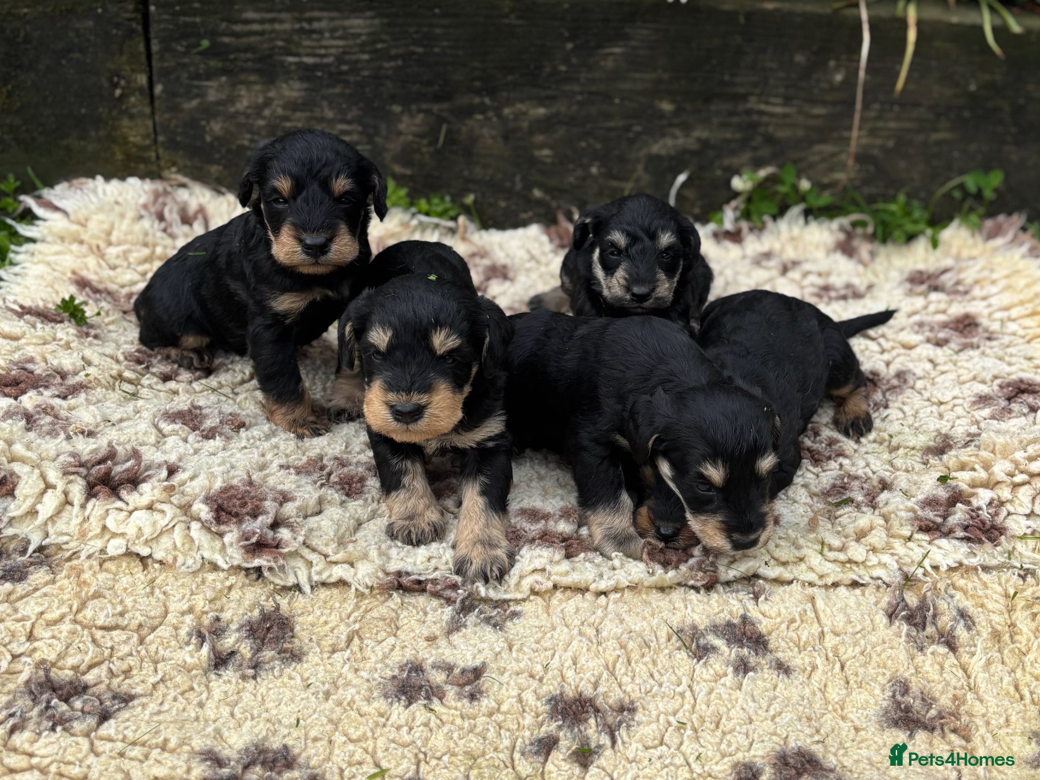 Schnoodle dogs F1 SCHNOODLE PUPPIES - Advert 1