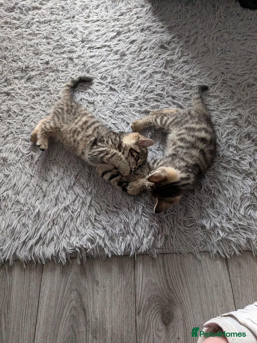 Mixed Breed cats for sale: Kittens for sale  in Larkhall - Advert 11