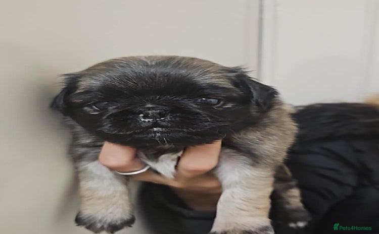 Pug dogs - Advert 13