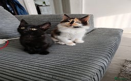 Domestic Shorthair cats for sale: cute mix breed kittens - Image 6