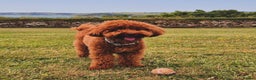 Toy Poodle dogs for stud: Handsome K.C Reg Red Toy poodle stud! - Advert 5