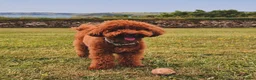 Toy Poodle dogs for stud: Handsome K.C Reg Red Toy poodle stud! - Advert 5