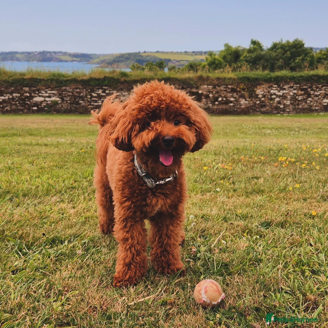 Toy Poodle dogs for stud: Handsome K.C Reg Red Toy poodle stud! - Advert 5