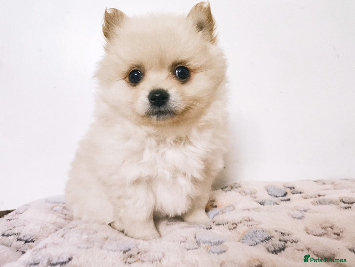 Pomeranian dogs 1 girl left - White/Cream Pomeranian Puppies - Advert 6