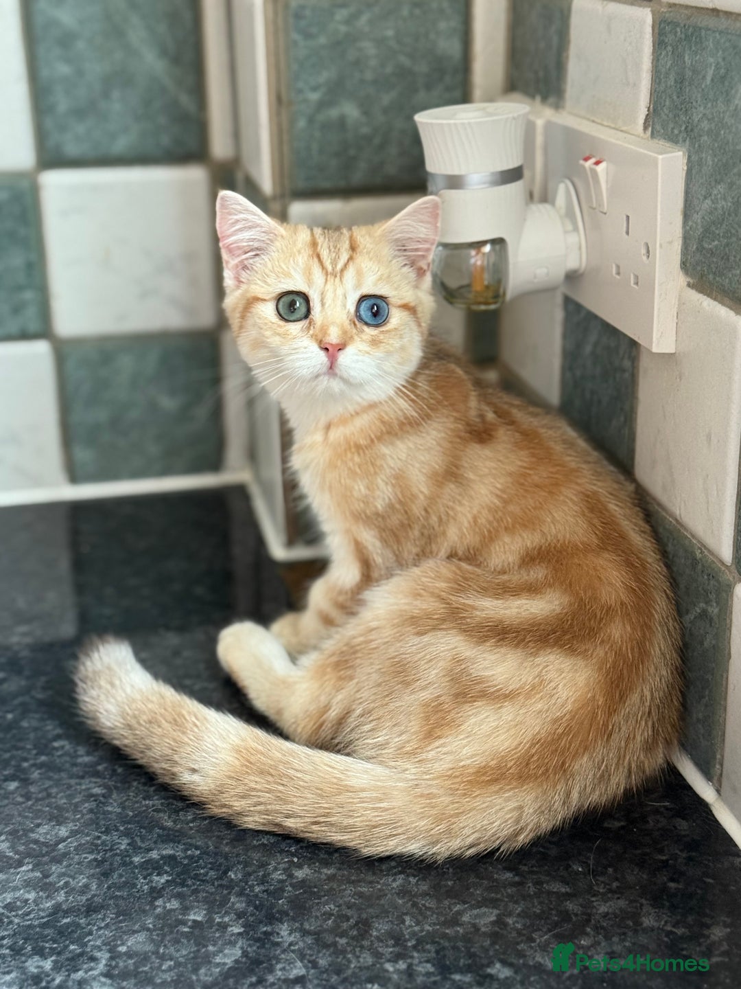 British Shorthair cats for sale: GCCF reg BSH Chocolate Golden Odd Eyes Last Male in London - Image 33