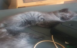 Mixed Breed cats for sale: Beautiful furry male kitten  - Image 10