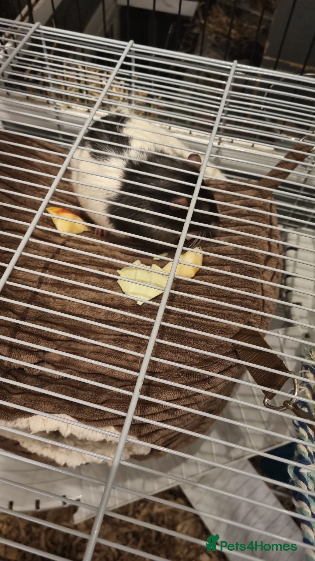 Rat rodents for sale: 2 x male rats  - Advert 5