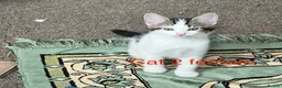 Mixed Breed cats for sale: 6 adorable cute kittens for sale in London - Advert 8