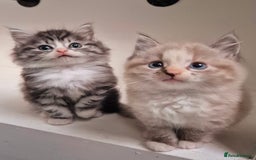Persian cats for sale: ⭐️Beautiful Persian X Kittens⭐️ - Image 2