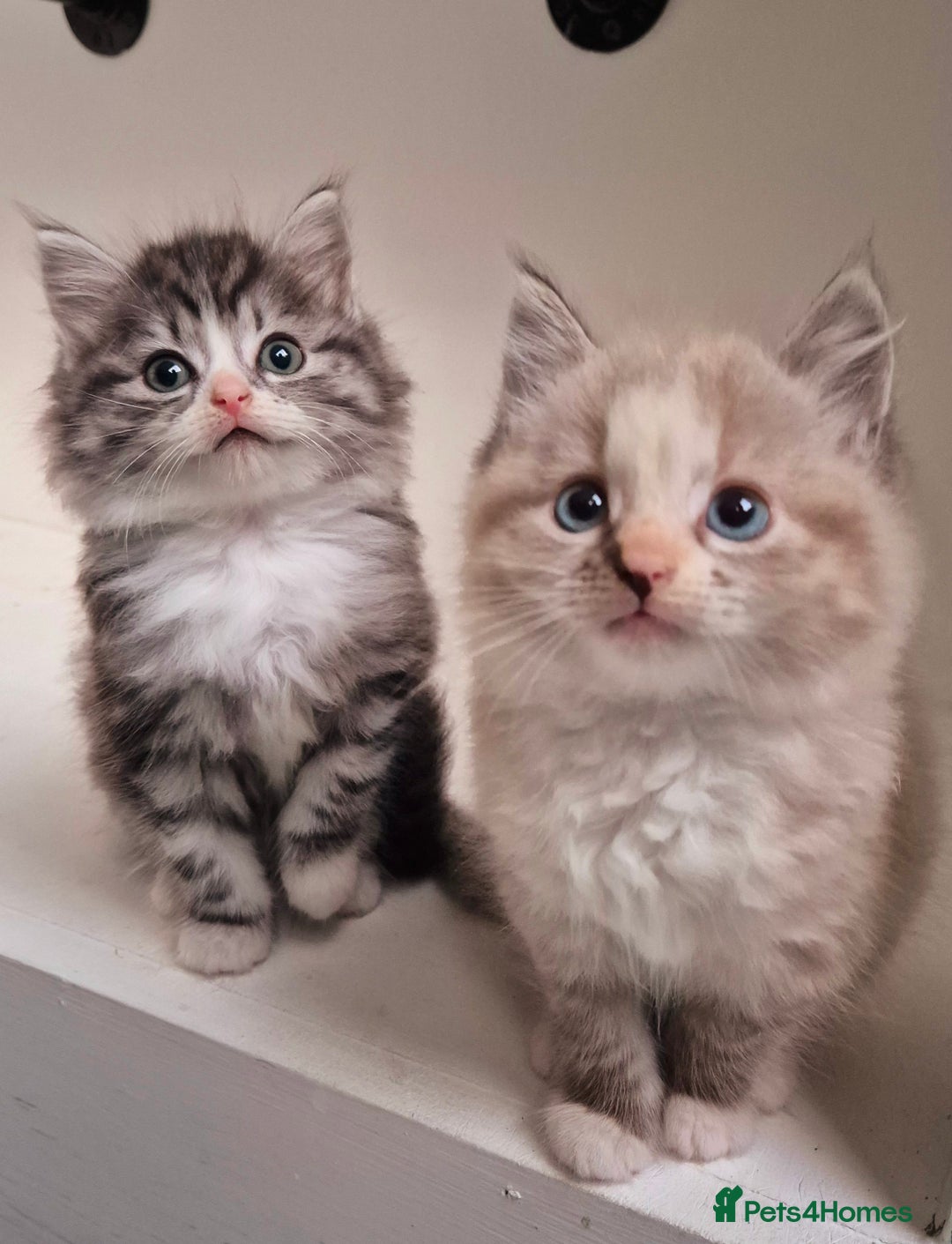 Persian cats for sale: ⭐️Beautiful Persian X Kittens⭐️ - Image 2