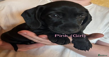 Mixed Breed dogs - Advert 6