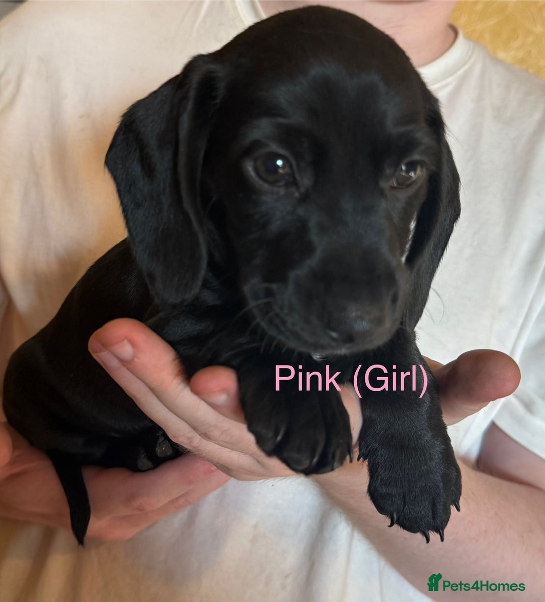 Mixed Breed dogs for sale: Dachshund and cocker spaniel puppies  - Image 3