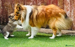 Shetland Sheepdog dogs for stud: Beautiful sable Shetland sheepdog for stud  - Image 4