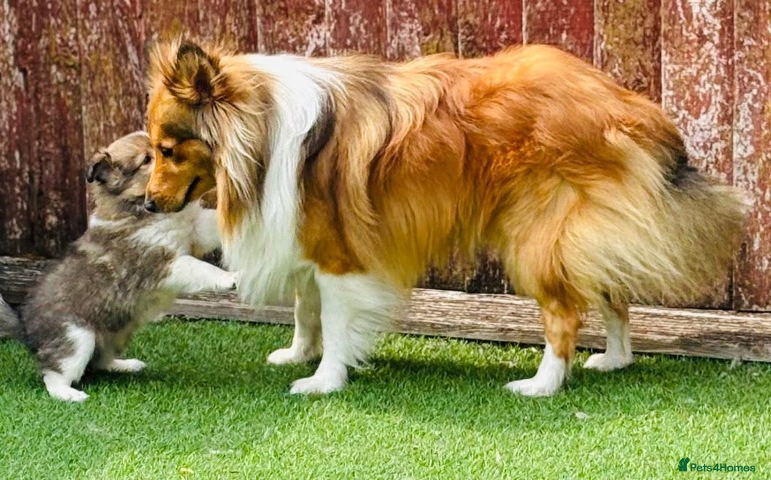 Shetland Sheepdog dogs for stud: Beautiful sable Shetland sheepdog for stud  - Image 4