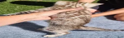 Bengal cats for sale: Beautiful TICA registered Bengal Kittens - Advert 9