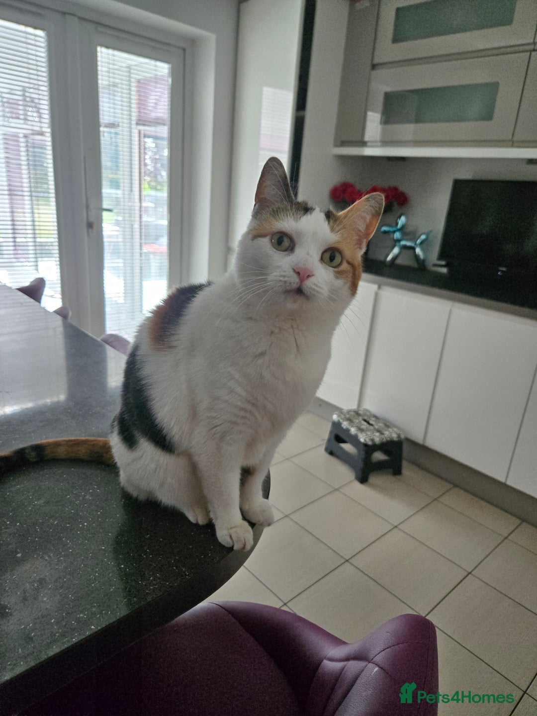 British Shorthair cats for sale: Snuggles - Image 2