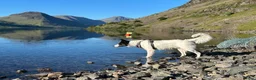 Border Collie dogs for sale: Chase in Barnsley - Advert 7
