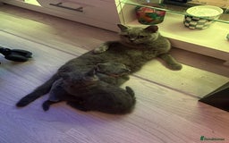 British Shorthair cats for sale: BEAUTIFUL BABY BLUE KITTENS  - Image 15