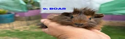 Guinea Pig rodents for sale: Guinea Pigs - Ready Now - Advert 17