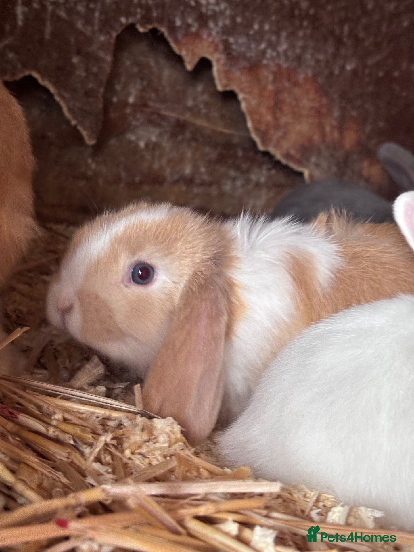 Mini Lop rabbits 5 beautiful bunnies for sale  - Advert 1