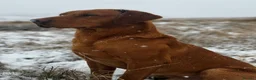 Labrador Retriever dogs for sale: Fox Red Labrador Puppies  - Advert 2