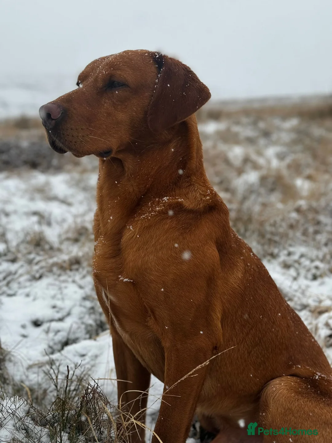 Labrador Retriever dogs for sale: Fox Red Labrador Puppies  - Advert 2