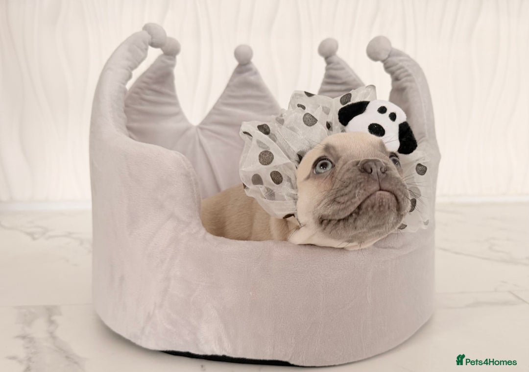 French Bulldog dogs for sale: Stunning platinum and lilac fawn boys and girls - Image 35