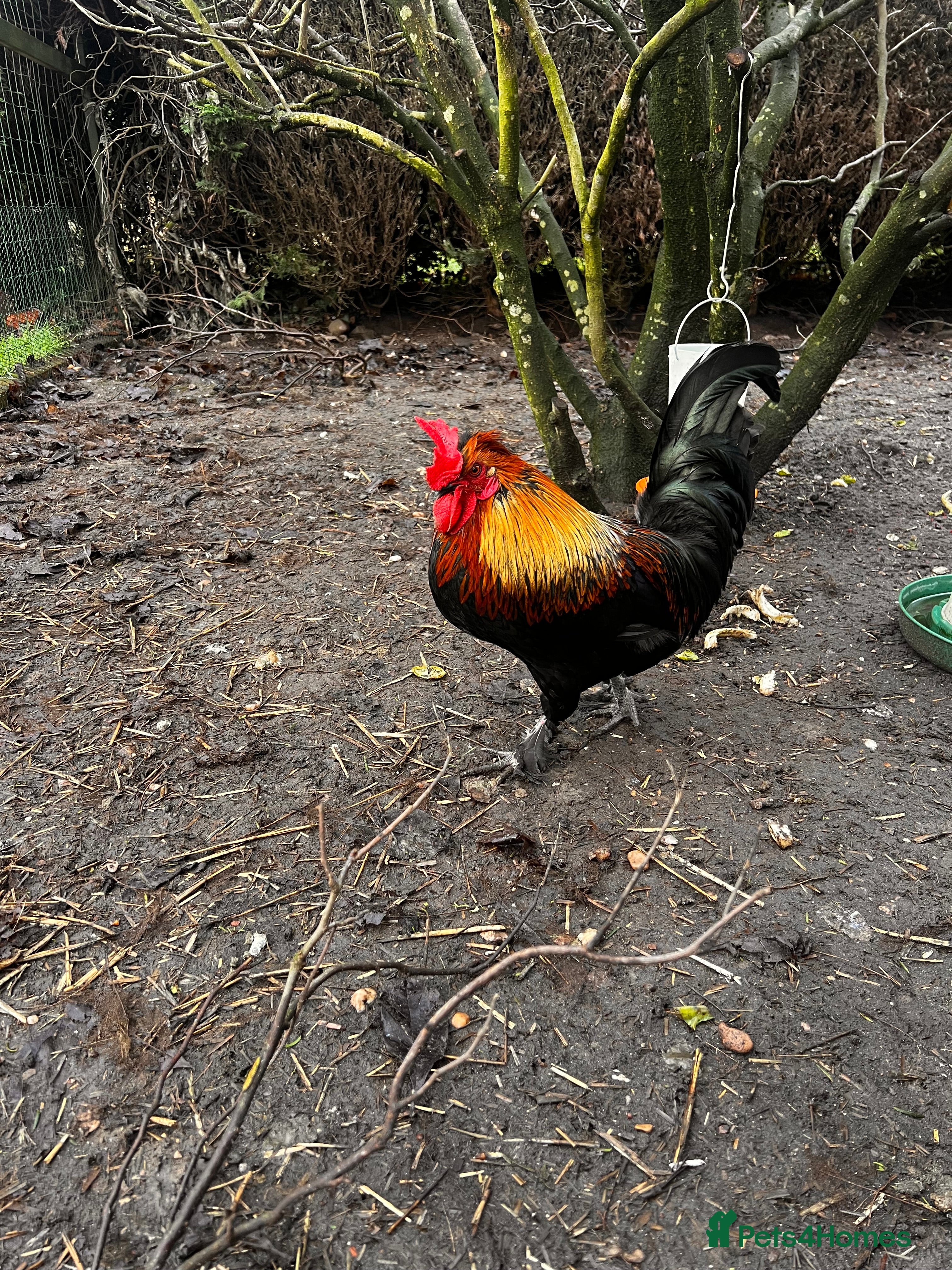 Chickens poultry Aseel & Brahma mix  - Advert 2