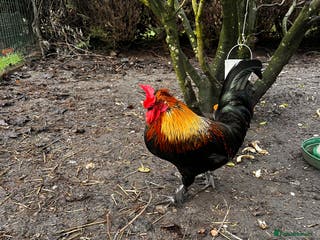 Chickens poultry Aseel & Brahma mix - Advert 2