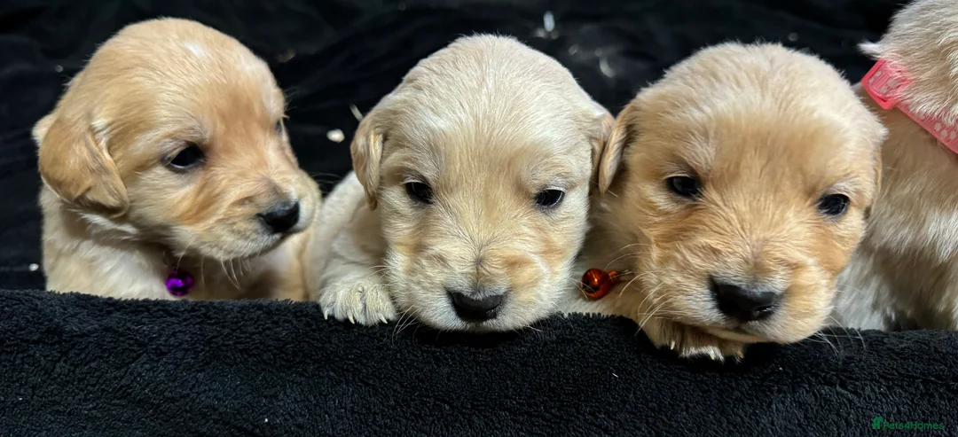 Golden Retriever dogs for sale: Golden Retriever Puppies For Sale  - Advert 19