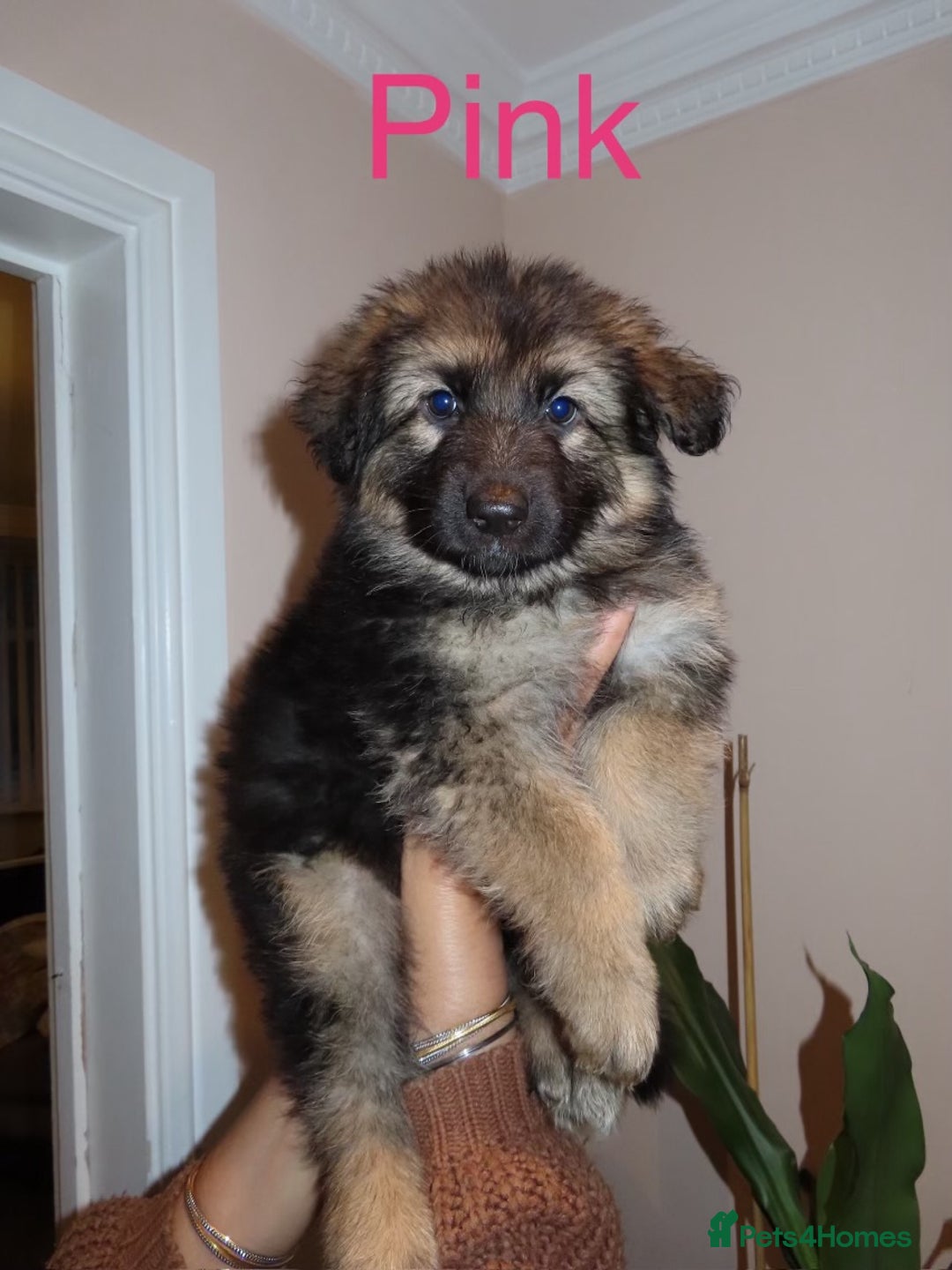 German Shepherd dogs for sale: RARE BLUE/BLACK KC REG GSD PUPS 💙 🐾 - Image 4