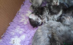 Maine Coon cats for sale: Fully health tested and Tica registered  in Great Missenden - Image 16