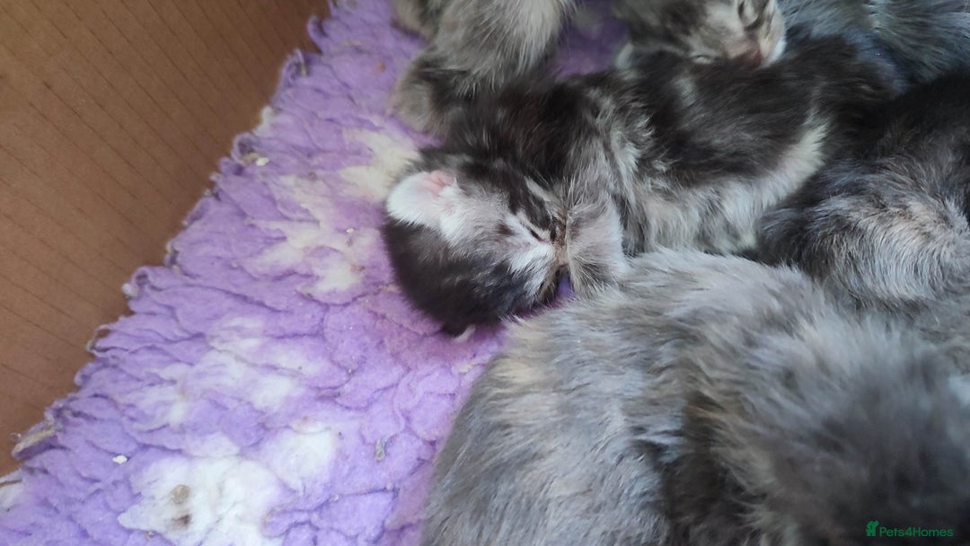 Maine Coon cats for sale: Fully health tested and Tica registered  in Great Missenden - Image 16
