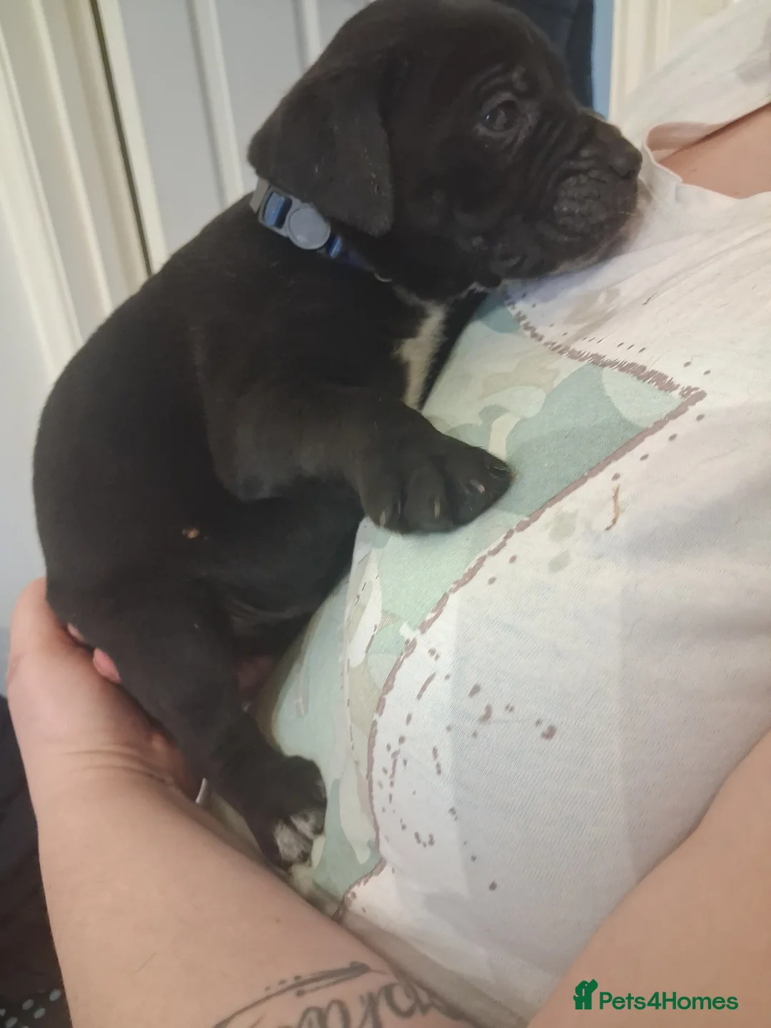 Mixed Breed dogs for sale: Alapaha Blue Blood Bulldog X Cane Corso Puppies  - Advert 27