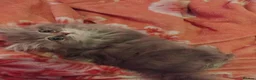Mixed Breed cats for sale: Chinchilla ragdoll pedigree  - Advert 2