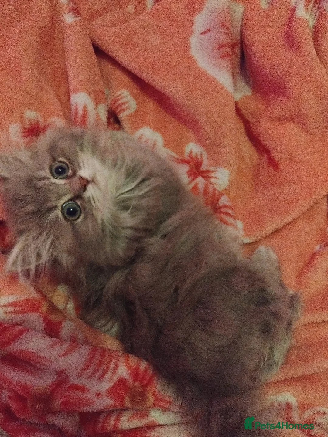 Mixed Breed cats for sale: Chinchilla ragdoll pedigree  - Advert 2