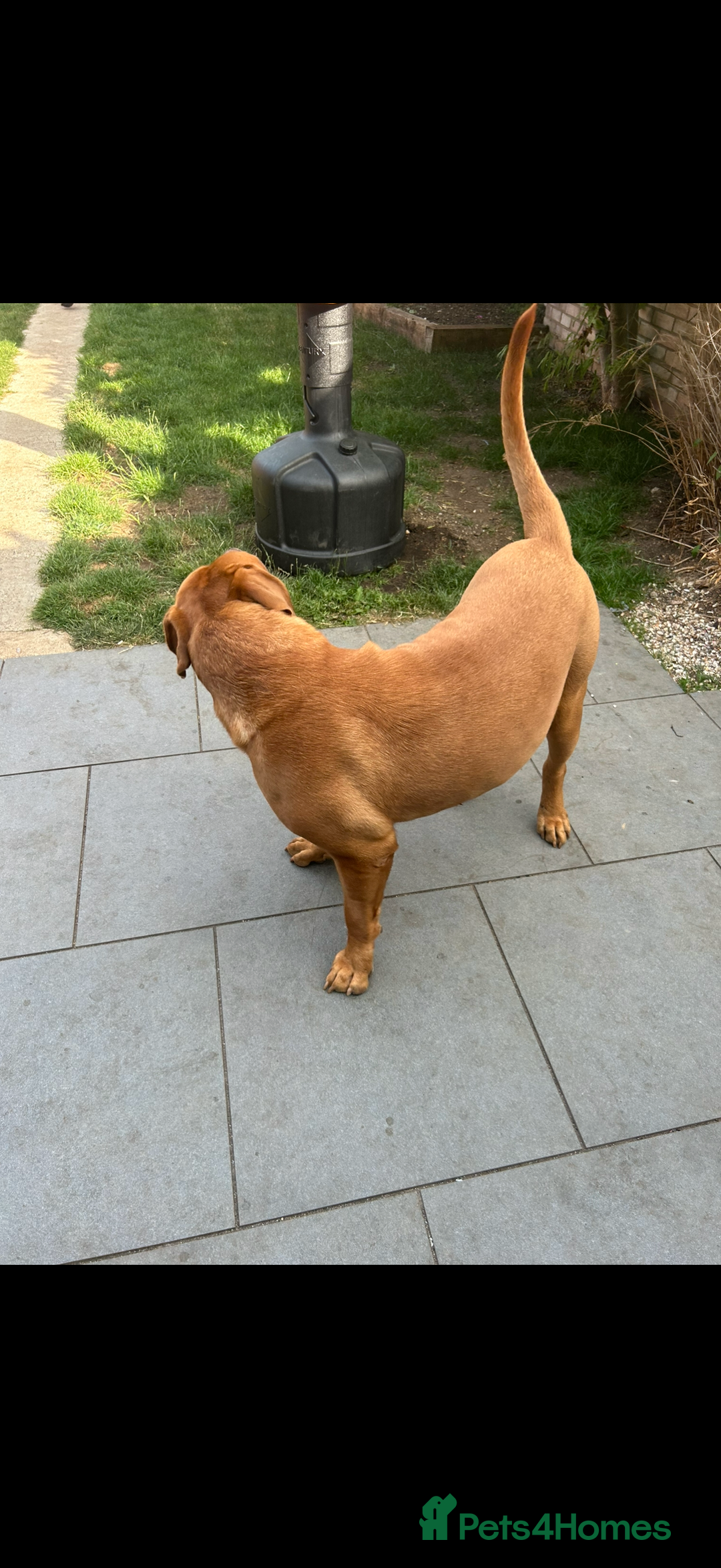 Dogue De Bordeaux dogs for stud: Kenzduo Ultra-Calm KC Registered Dogue de Bordeaux - Advert 4