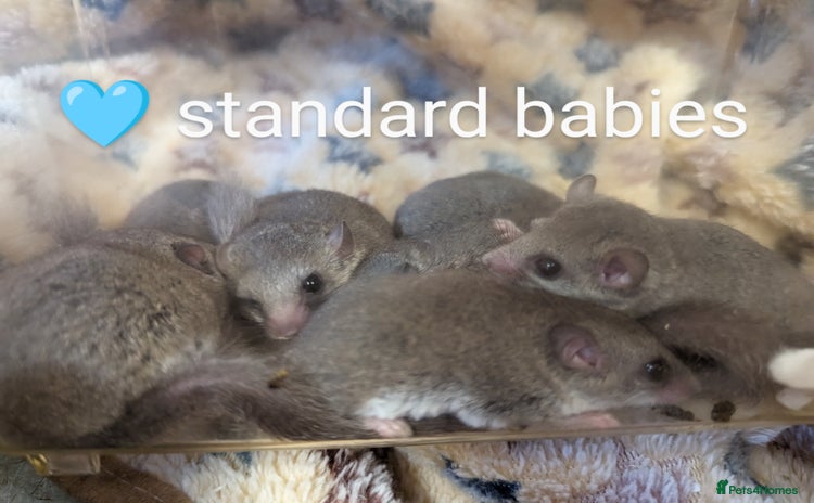 Mouse rodents - Advert 4