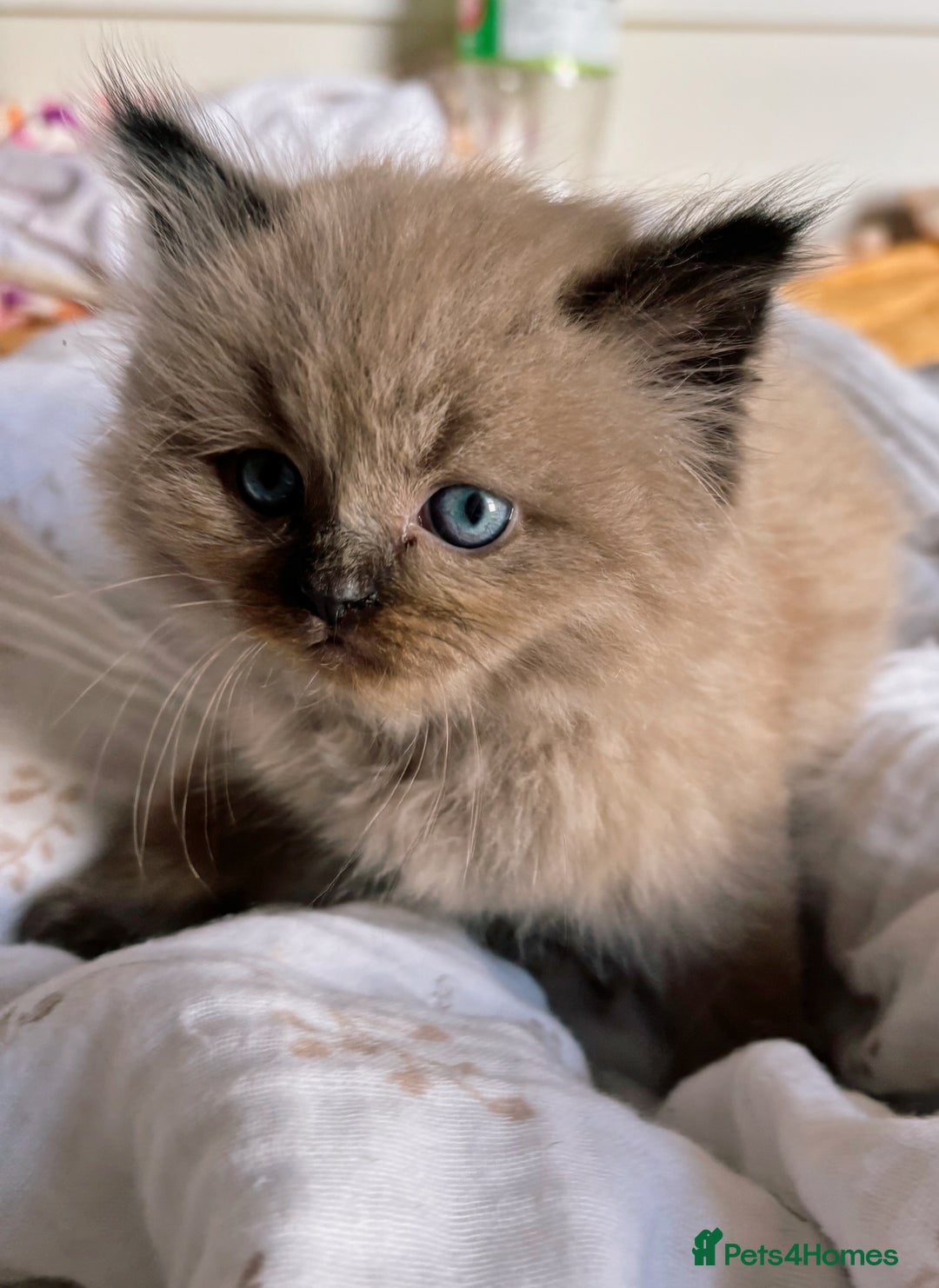 Perdoll cats for sale: Luxury Perdoll Kitten READY NOW  - Advert 9