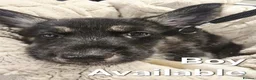 Shepsky dogs for sale: Shepsky puppies in Lutterworth - Advert 6