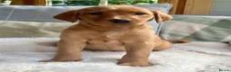 Labrador Retriever dogs for sale: KC reg Labrador , health tested parents  - Advert 12