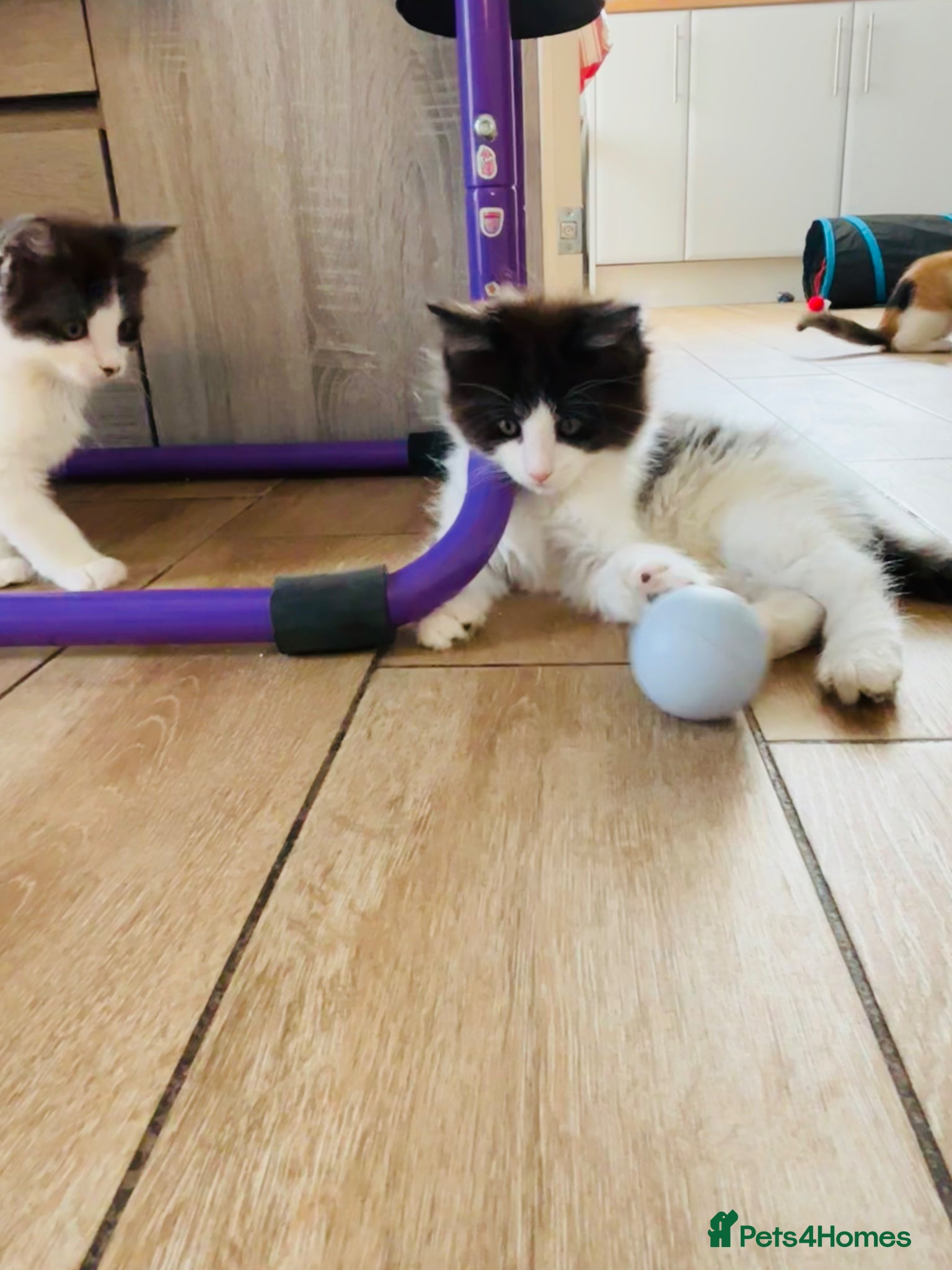 Turkish Van cats Stunning Turkish van mix READY NOW - Advert 3