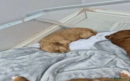 Labradoodle dogs for sale: Gorgeous Red Labradoodles- F3B - Advert 12