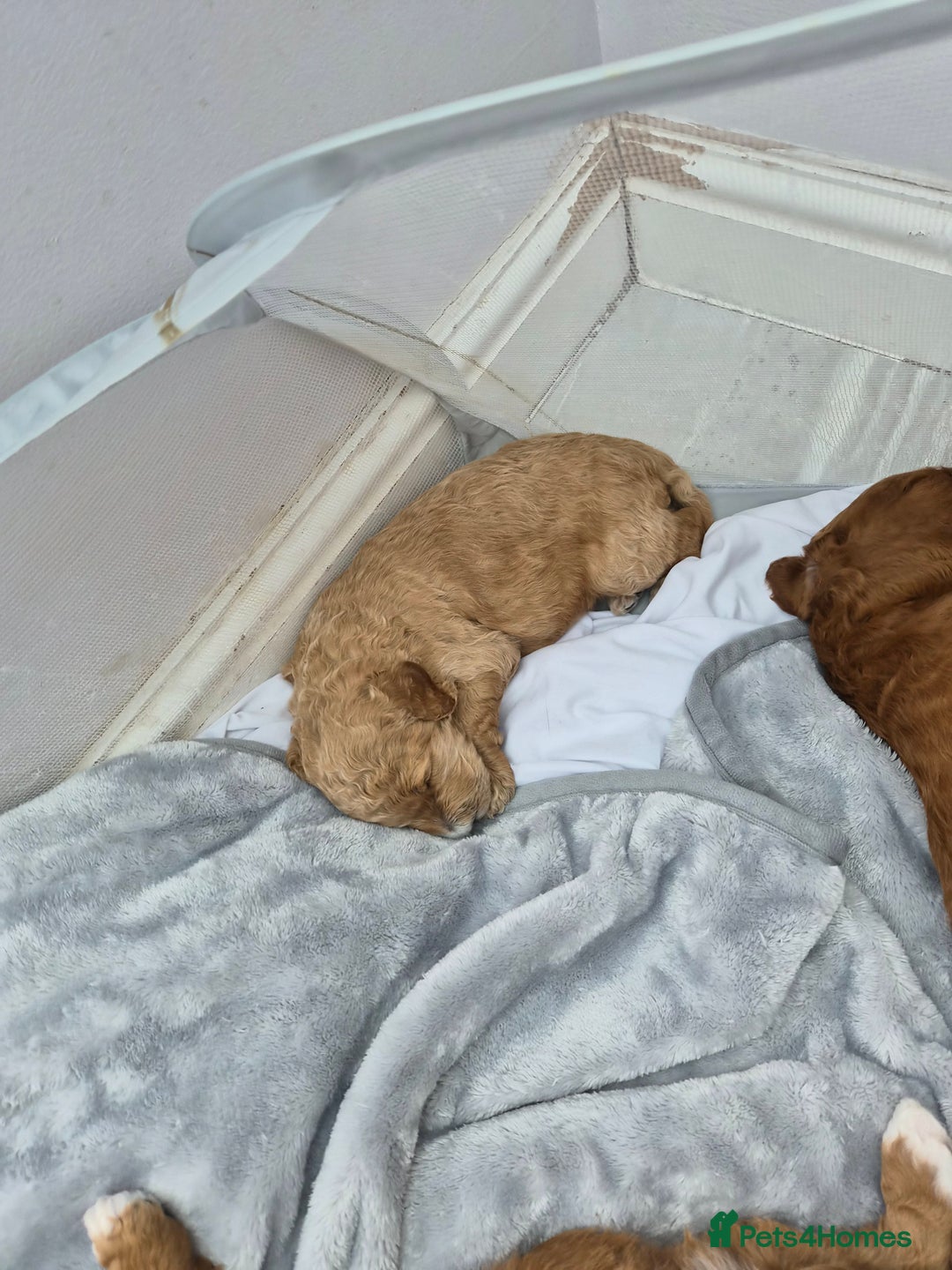 Labradoodle dogs for sale: Gorgeous Red Labradoodles- F3B - Advert 12