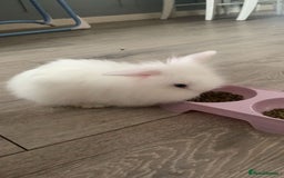 Lionhead rabbits for sale: 2 white double lion head  - Advert 3