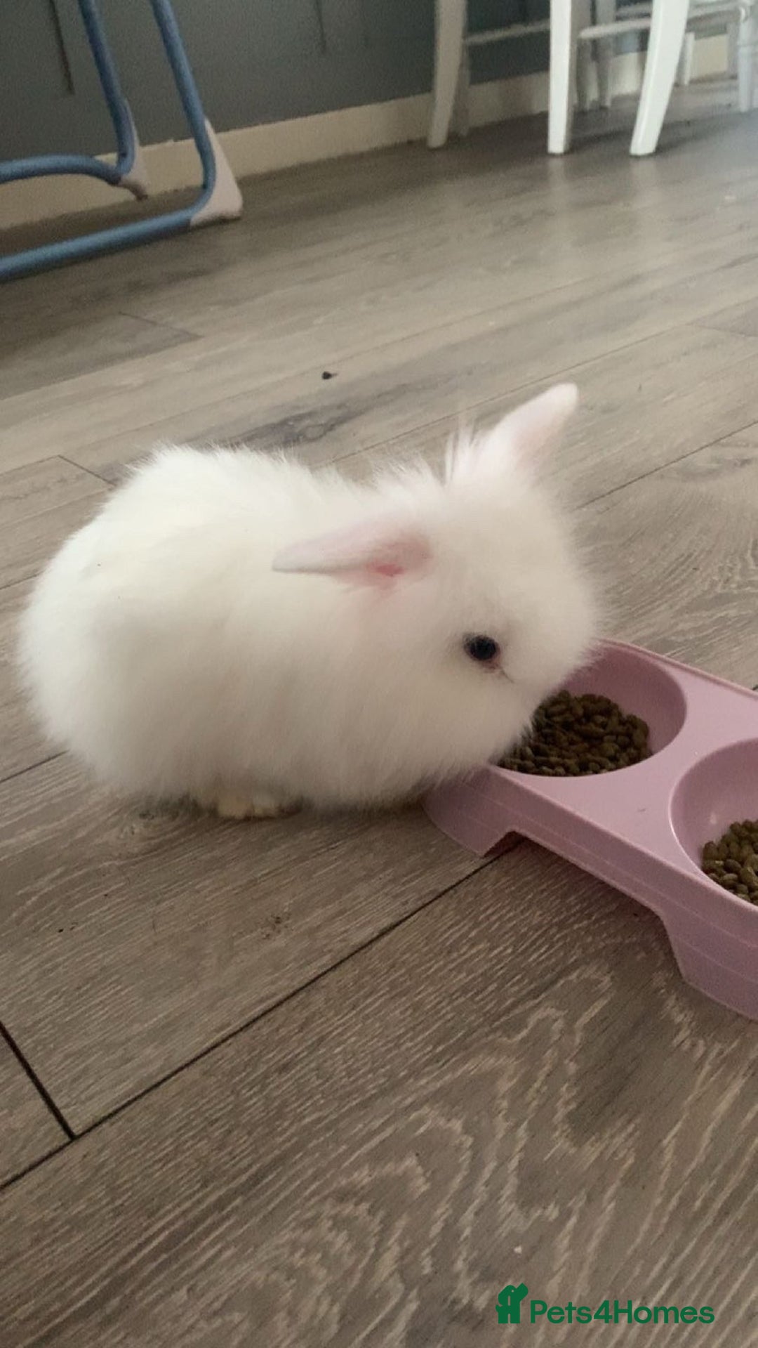Lionhead rabbits for sale: 2 white double lion head  - Advert 3
