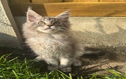 Maine Coon cats for sale: XL Maine Coon Boys Russian Line - Image 10