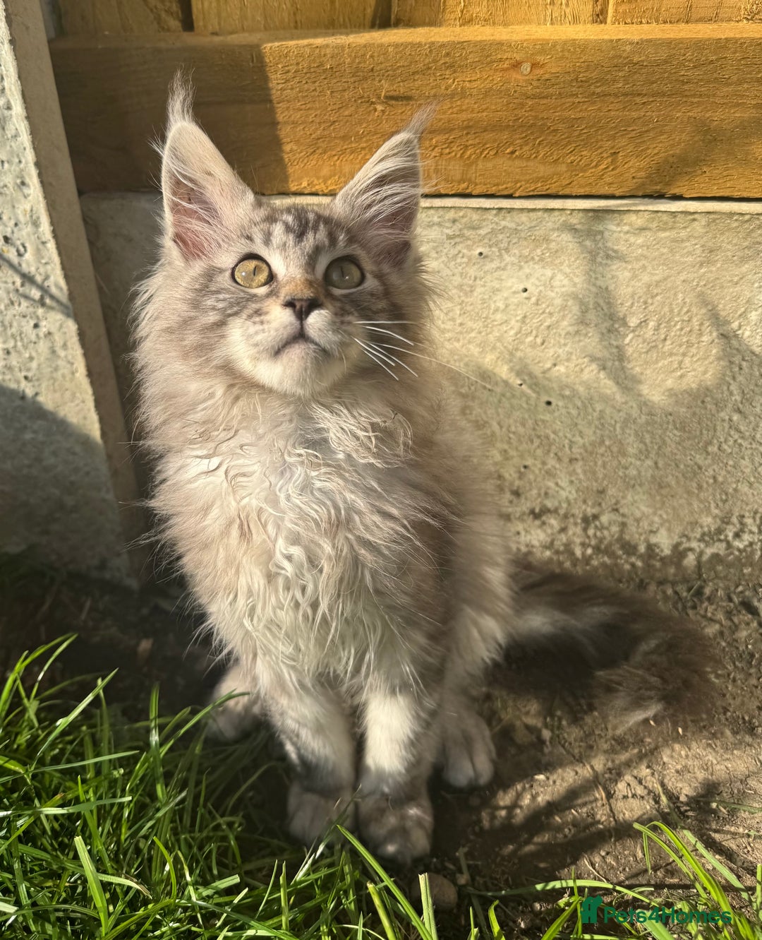 Maine Coon cats for sale: XL Maine Coon Boys Russian Line - Image 10