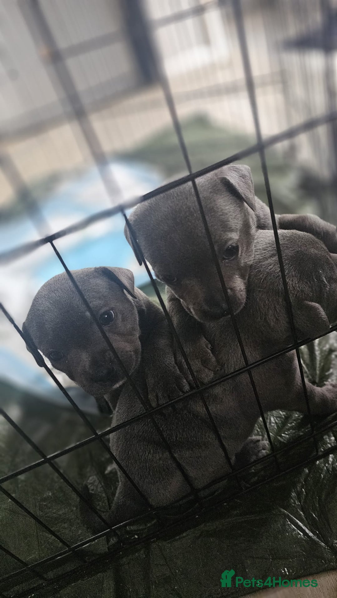 Staffordshire Bull Terrier dogs for sale: Beautiful Blue Staffs KC Registered - Image 11