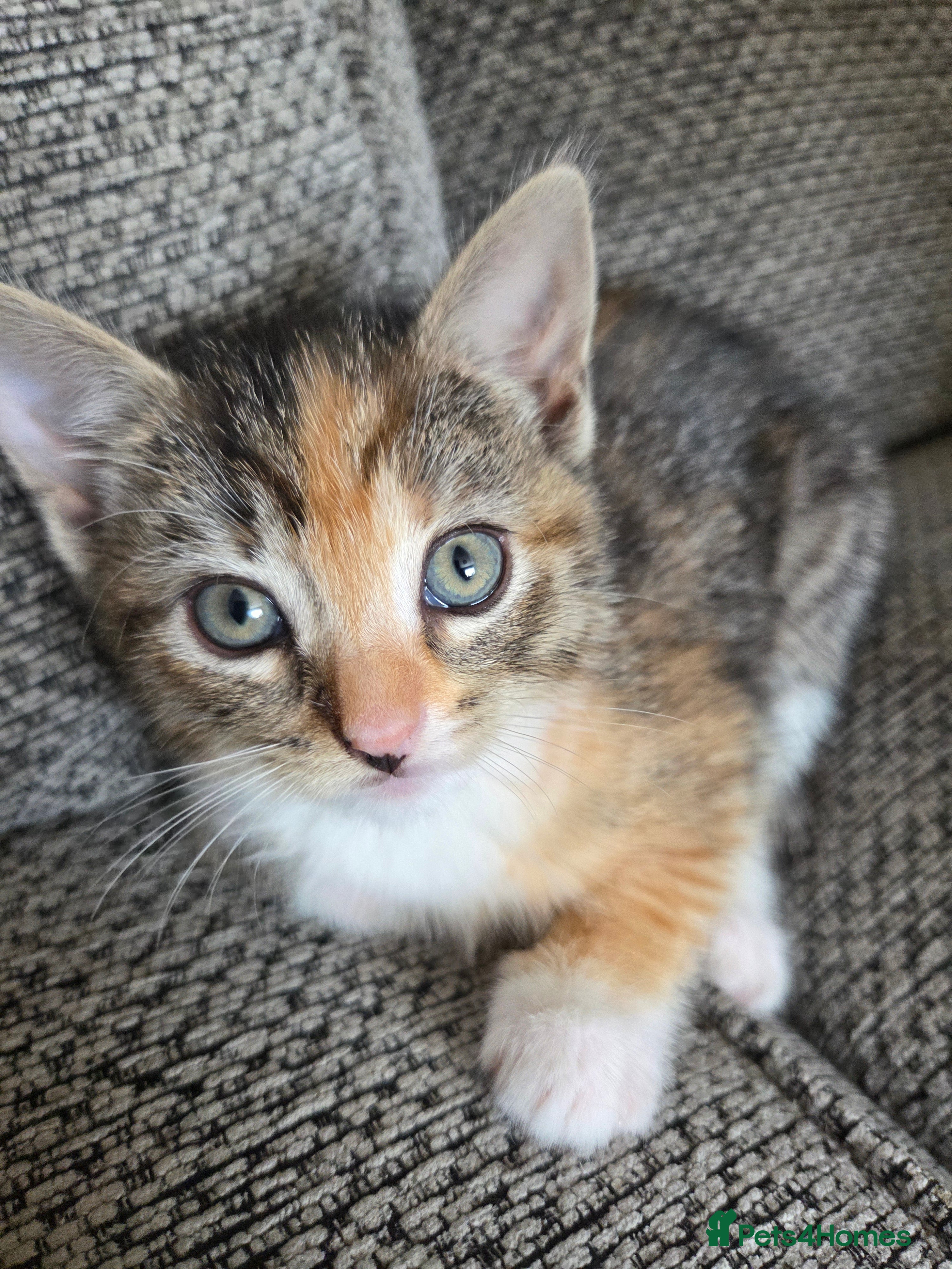 Mixed Breed cats Mixed litter of kittens  - Advert 1